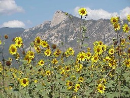 Wildflowers and the Tooth